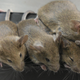 Mice produced from the procedure. (Image: O. Hikabe et al., 2016/Nature Research)